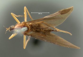 Media type: image;   Entomology 1122 Aspect: habitus dorsal view